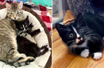 置き去りにされていた病弱な子猫を常に気に掛けている猫。ベビーサークルの中に飛び込み続けて、子猫の心を幸せにする 子猫に愛情を注ぐ猫