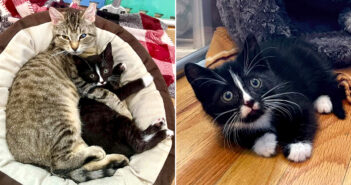 置き去りにされていた病弱な子猫を常に気に掛けている猫。ベビーサークルの中に飛び込み続けて、子猫の心を幸せにする 子猫に愛情を注ぐ猫