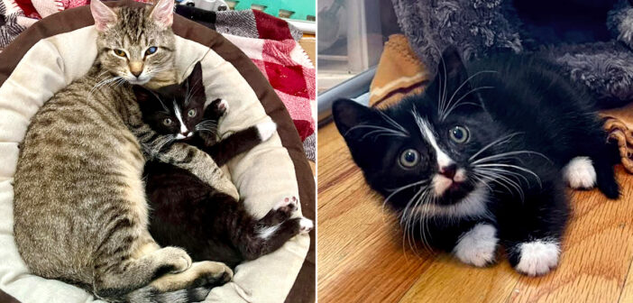 置き去りにされていた病弱な子猫を常に気に掛けている猫。ベビーサークルの中に飛び込み続けて、子猫の心を幸せにする