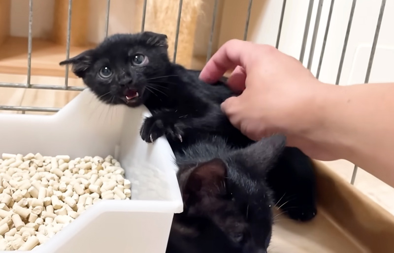 威嚇する子猫