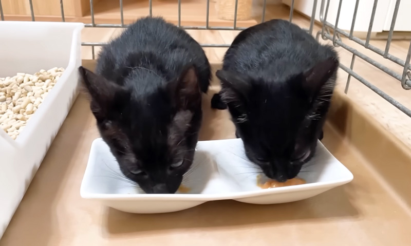ちゅ〜るに夢中の子猫達