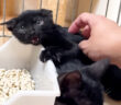 威嚇する子猫
