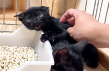 威嚇する子猫