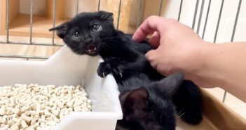 威嚇する子猫