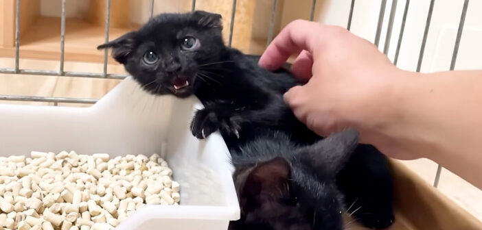 威嚇する子猫