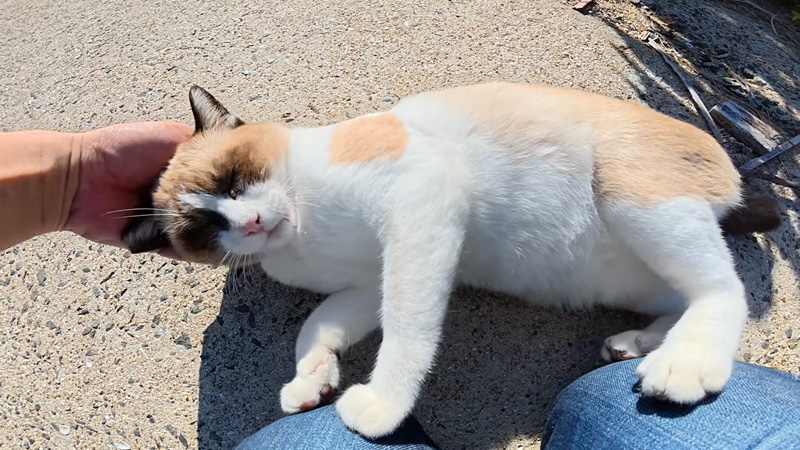 撫でられるタヌキ猫