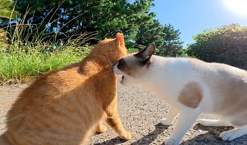 茶トラ猫に突然喧嘩を売るタヌキ猫