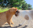茶トラ猫に突然喧嘩を売るタヌキ猫