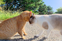 茶トラ猫に突然喧嘩を売るタヌキ猫