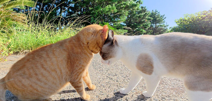 タヌキみたいな猫が通りがかった茶トラ猫に突然喧嘩を売る！ 予想外の出来事に茶トラ猫は思わず困惑！