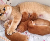 問答無用で子猫達をコネコネしちゃう母猫。ミルクタイム中の子猫達が大変なことに ( *´艸`)