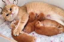 問答無用で子猫達をコネコネしちゃう母猫。ミルクタイム中の子猫達が大変なことに ( *´艸`) 子猫をコネコネする母猫