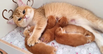 問答無用で子猫達をコネコネしちゃう母猫。ミルクタイム中の子猫達が大変なことに ( *´艸`) 子猫をコネコネする母猫