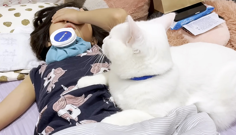 高熱を出したお姉ちゃんを心配する猫