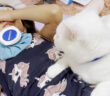 高熱を出した小学生のお姉ちゃんを心配する猫