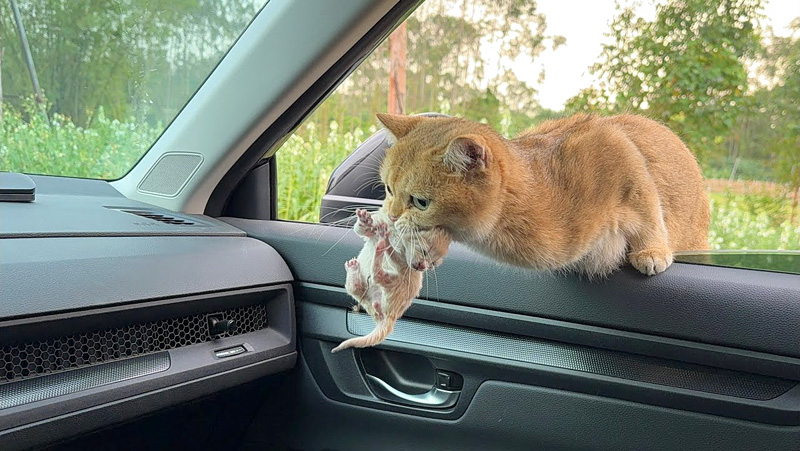子猫を咥えて車に飛び乗ってきた母猫