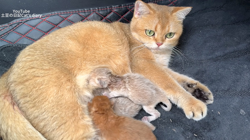 車の中で子育てをする母猫