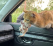 子猫を咥えて車に飛び乗ってきた母猫