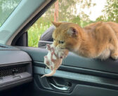 母猫が幼い子猫を咥えて車に飛び乗ってきた！ 子猫達と一緒に安全な家に連れて行って欲しかったようで…