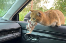 子猫を咥えて車に飛び乗ってきた母猫