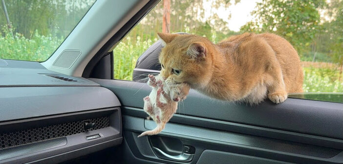 子猫を咥えて車に飛び乗ってきた母猫