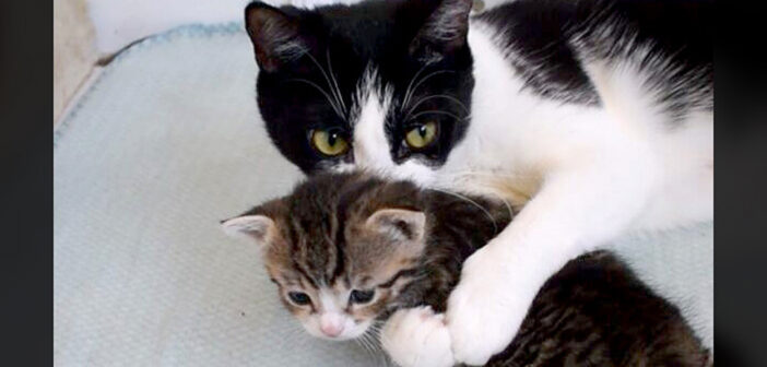 とっても子煩悩な猫のお母さん。子猫への溢れる愛情を抑え切れなかったようで、大変なことに ( *´艸`)♡ 猫の親子