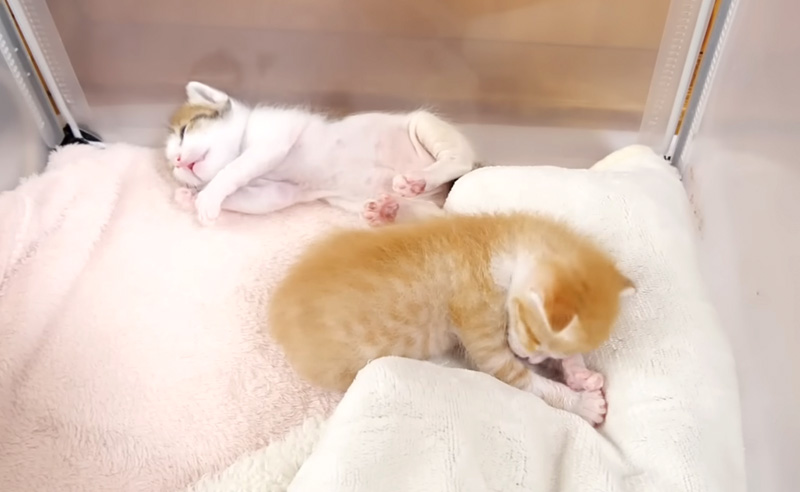 お腹が満足した子猫達