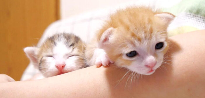 保護されたばかりの子猫達
