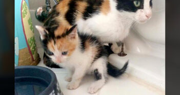 保健所で生まれ、母親や兄弟と共に助け出された子猫。なんとそれは非常に珍しいオスの三毛猫でした! オスの三毛猫