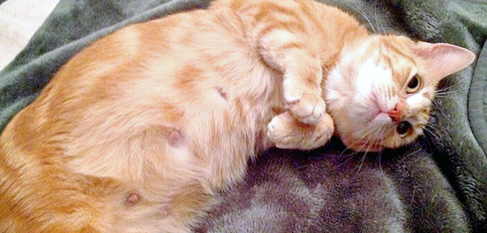 大きなお腹で助けを求めてきた野良猫。10日後に生まれた自分とそっくりの子猫達に、たくさんの愛情を注ぎ続ける♪
