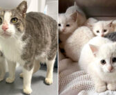 自分はほとんどご飯を食べず、子猫達の世話を続けていた母猫。保護先で元気を取り戻すと、幸せに満ちた日々が始まる