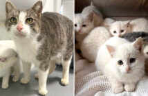 保護された猫の親子