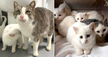 自分はほとんどご飯を食べず、子猫達の世話を続けていた母猫。保護先で元気を取り戻すと、幸せに満ちた日々が始まる
