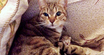 突然、野良猫が家の中に入ってきてソファーの上で寝始めた！ そのまま翌日を迎えると、さらに驚きの光景が待っていた！