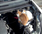 猫バンバンすると車の中から物音が! エンジンルームを開けてみると、ピッタリと寄り添う2匹の子猫達を発見!