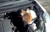 猫バンバンすると車の中から物音が! エンジンルームを開けてみると、ピッタリと寄り添う2匹の子猫達を発見! 猫バンバン
