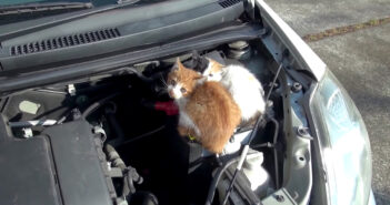 猫バンバンすると車の中から物音が! エンジンルームを開けてみると、ピッタリと寄り添う2匹の子猫達を発見! 猫バンバン