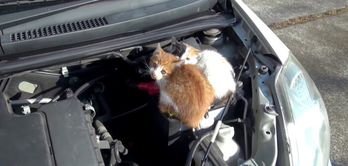 猫バンバンすると車の中から物音が! エンジンルームを開けてみると、ピッタリと寄り添う2匹の子猫達を発見! 猫バンバン