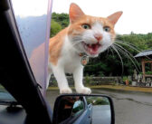 猫寺に車をとめたら、すぐに猫が乗ってきて歓迎してくれた♪ さらに他の猫達も続々と挨拶しにやってきた (*´ω｀*)