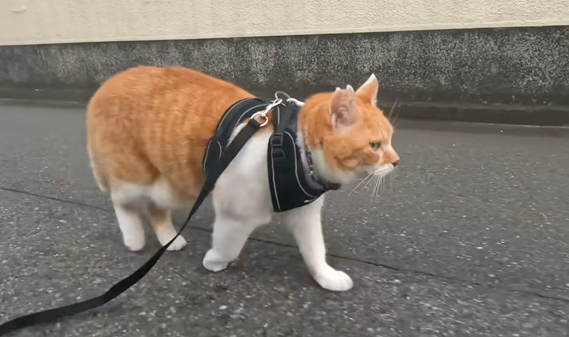 散歩する猫