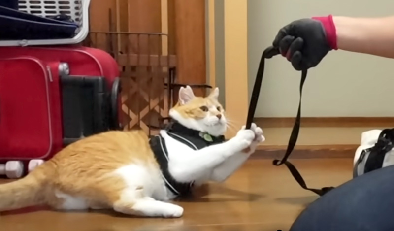 お父さんとの散歩を拒否する猫