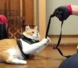 お父さんとの散歩を拒否する猫