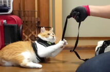 お父さんとの散歩を拒否する猫