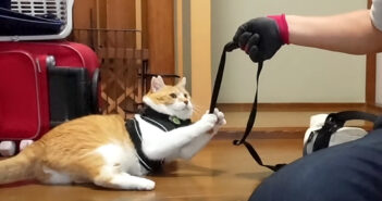お母さんの代わりに猫ド素人のお父さんが猫を散歩させようとしたら… まさかの拒否！ ふたりのやりとりが面白すぎる♪