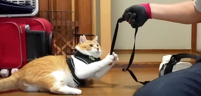 お母さんの代わりに猫ド素人のお父さんが猫を散歩させようとしたら… まさかの拒否！ ふたりのやりとりが面白すぎる♪
