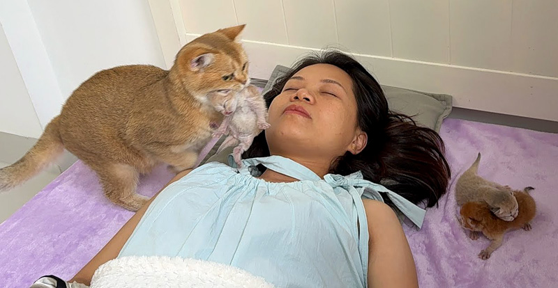 飼い主さんのところに子猫達を連れてくる母猫
