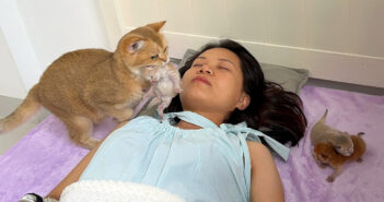 飼い主さんが寝ている場所にいつも子猫達を連れてくる母猫。どうやら飼い主さんが一緒だと安心して子育てできるようで♡ 飼い主さんのところに子猫達を連れてきた母猫