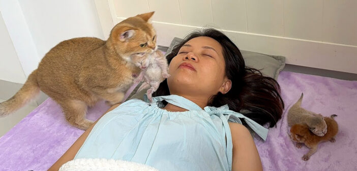 飼い主さんが寝ている場所にいつも子猫達を連れてくる母猫。どうやら飼い主さんが一緒だと安心して子育てできるようで♡