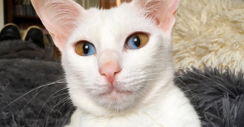 瞳の綺麗な猫姫のお花摘み 非常に稀な瞳を持つ猫さん。そのとっても不思議で魅力的な瞳が