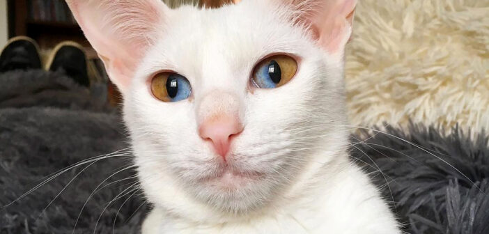 非常に稀な瞳を持つ猫さん。そのとっても不思議で魅力的な瞳が、みんなの心を次々ととりこにしていく ( *´艸`)♡ オッドアイの猫